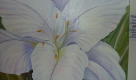 White Lillie White Lillie